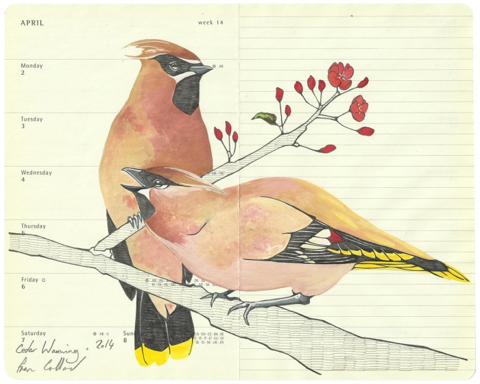 Single. Cedar Waxwing