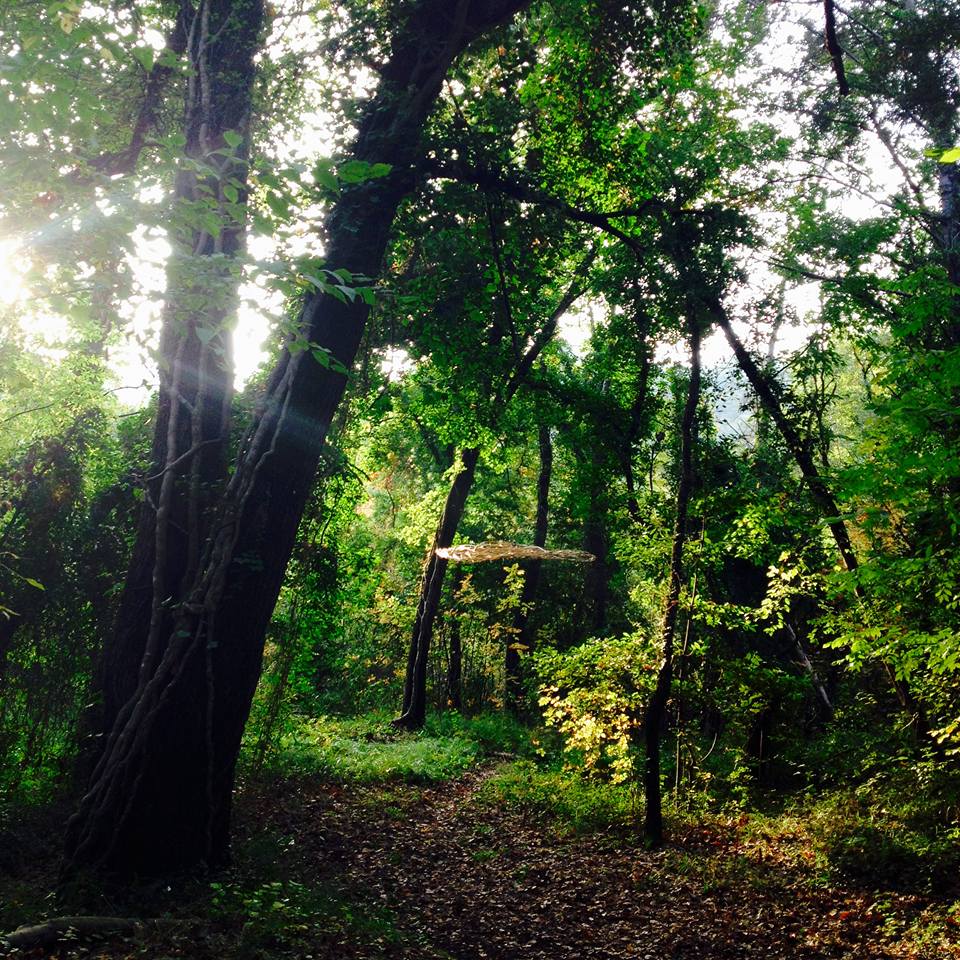 Kim Cao - suspended nest - 2015.jpg